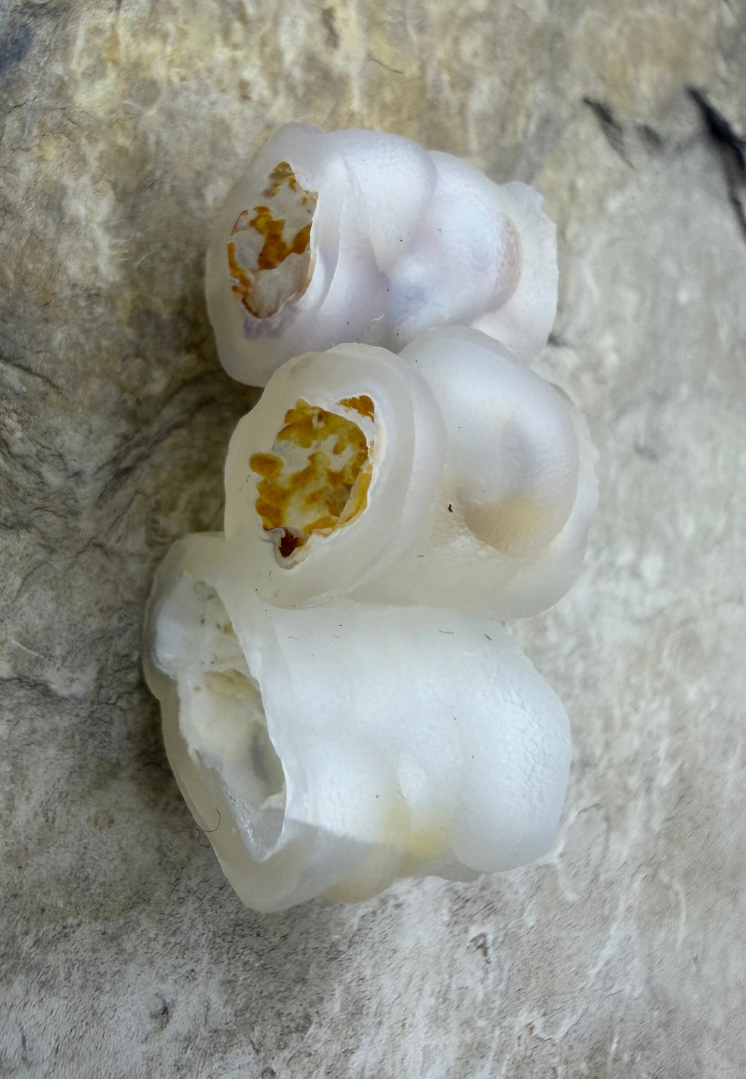 RARE Fossilized Bamboo Focal Bead 13x34mm - Fossil Bamboo