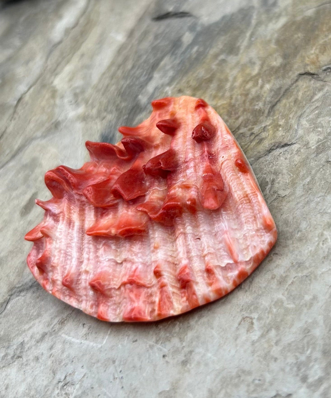 Red and Orange Spiny Oyster BIG Focal Pendant Beads 52x50mm