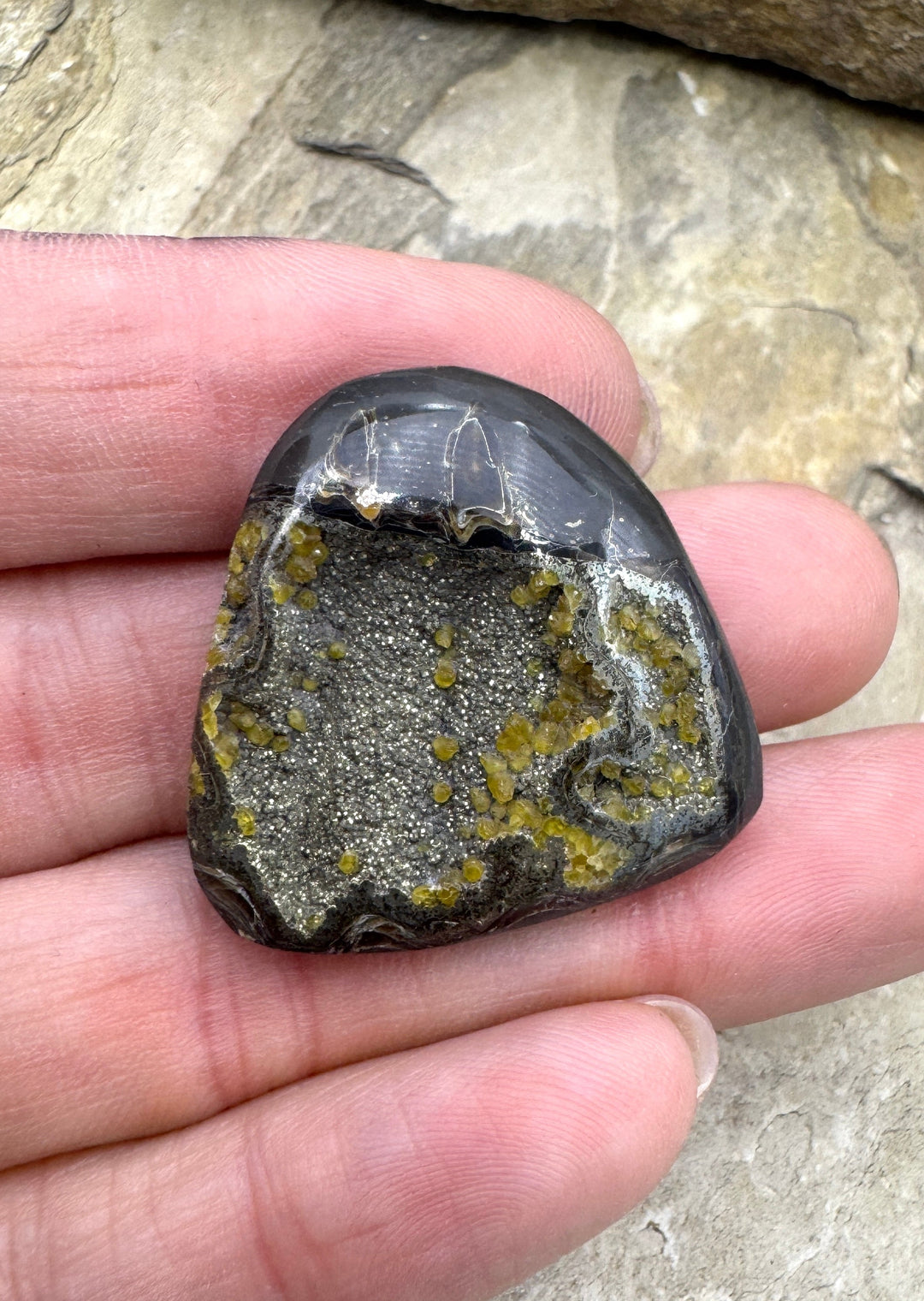 Simbercite/Pyrite Ammonite (Russia) Freeform Designer