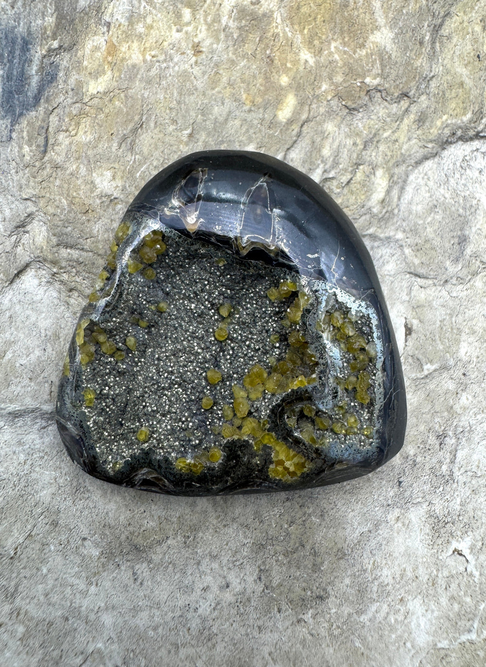 Simbercite/Pyrite Ammonite (Russia) Freeform Designer