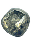 Simbercite/Pyrite Ammonite (Russia) Freeform Designer