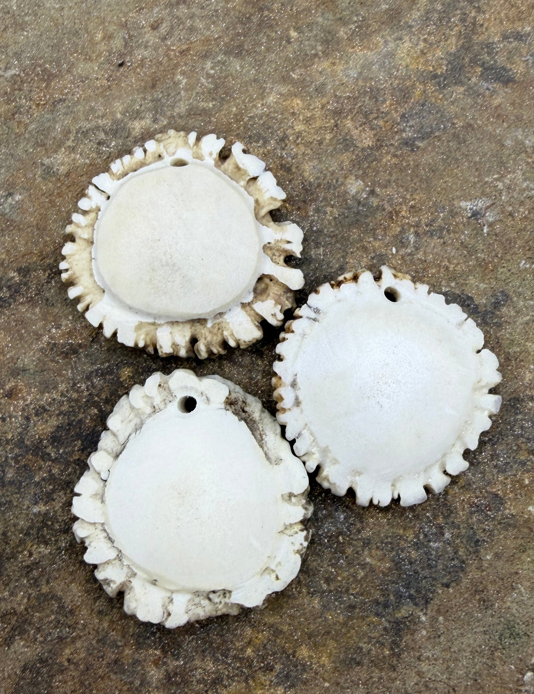 Whitetail Deer Antler Large Burr Focal Pendant Bead 45-48mm