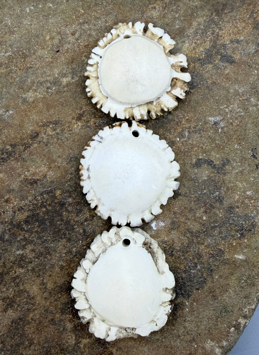 Whitetail Deer Antler Large Burr Focal Pendant Bead 45-48mm